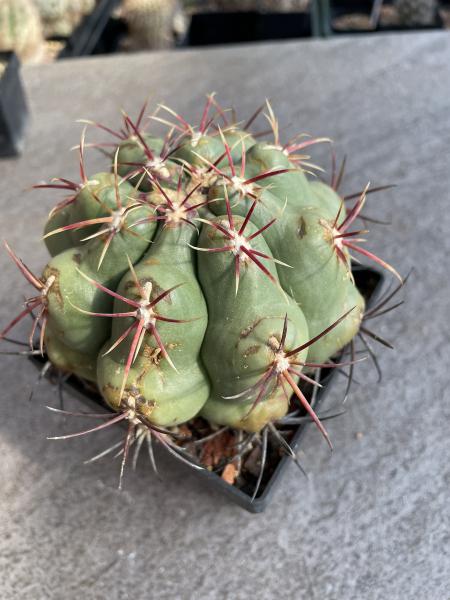 Thelocactus hexaedrophorus